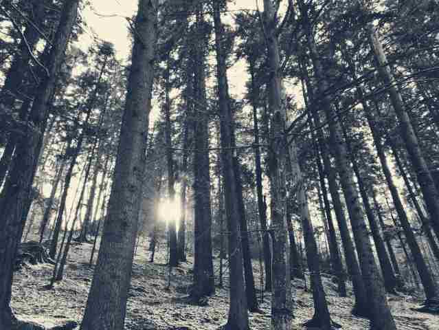 Foresta