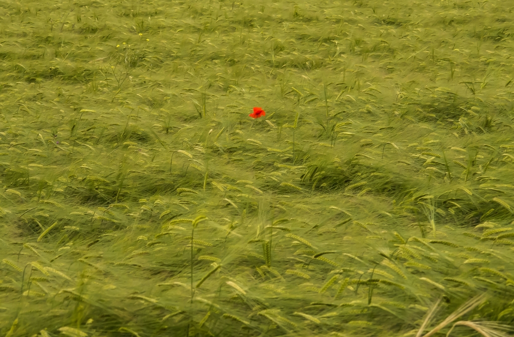 Un papavero rosso solitario in mezzo alle spighe verdi