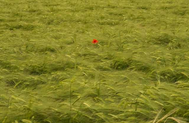 Un papavero rosso solitario in mezzo alle spighe verdi · mirkopradelli