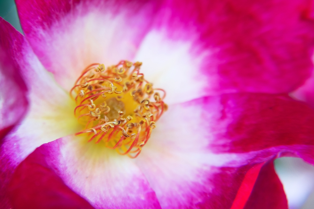 Inside Flower