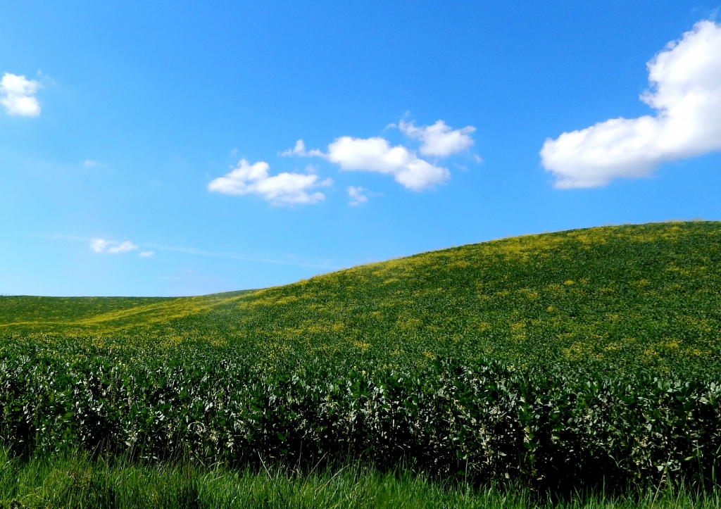 il respiro del prato