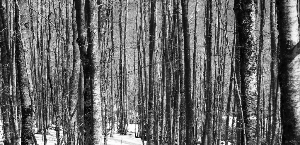 Bosco magico