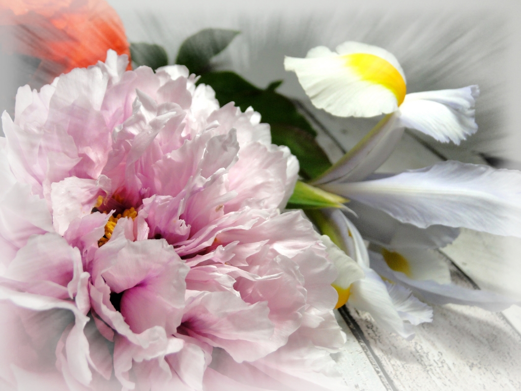 Fleurs, pivoine, iris