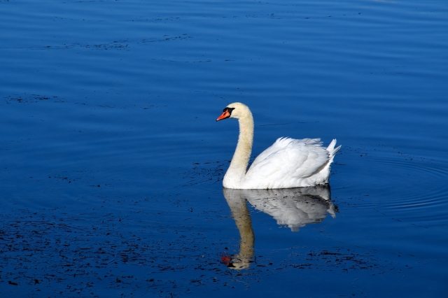 Cigno