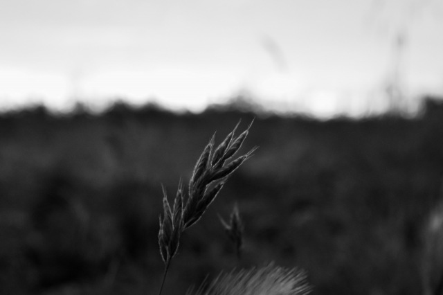 Spiga di grano