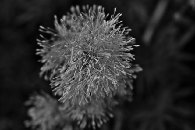 Fiore di campo