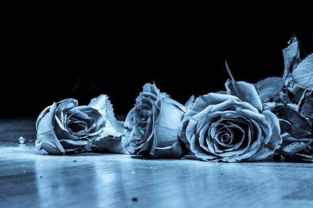 E rose di tendenza