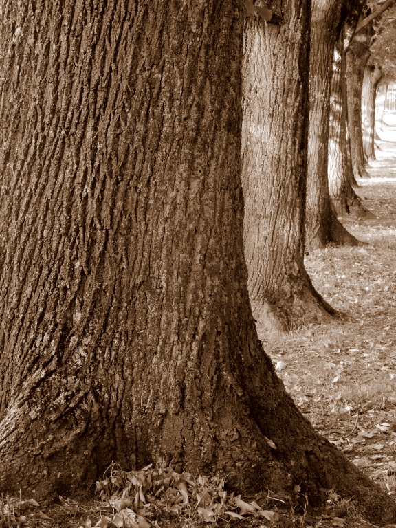 Legno vivo