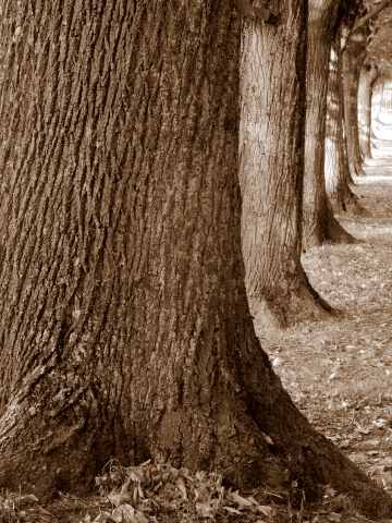 Legno vivo · graziellataibi