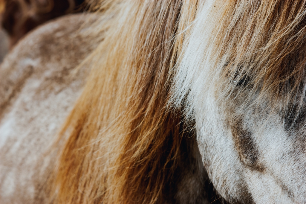 Icelandic Horse