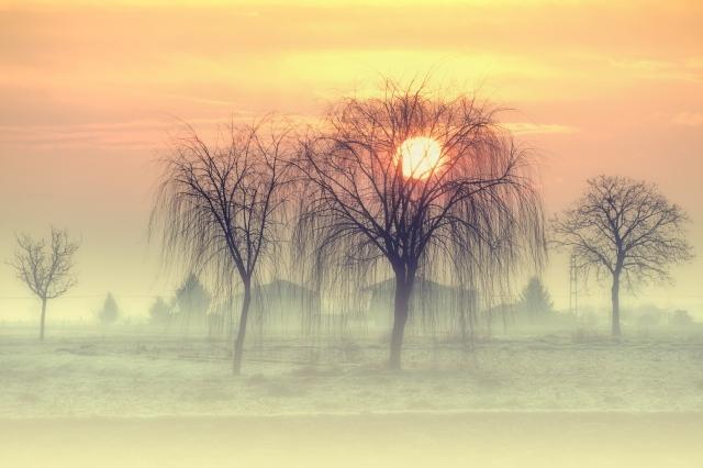 Alba nebbiosa · silbongia