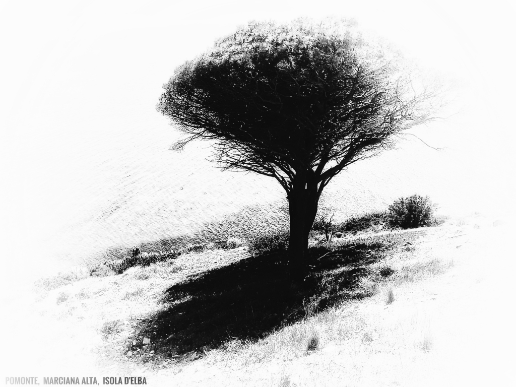 Il pino glaciale