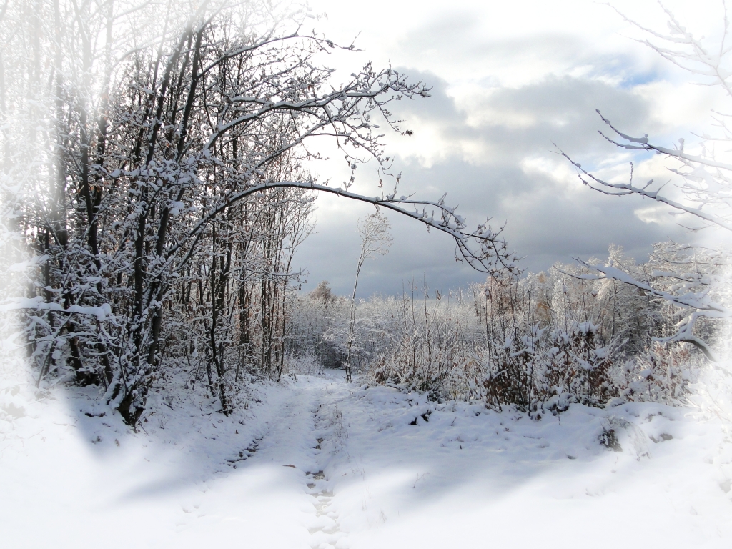 Neige, paysage enneigé