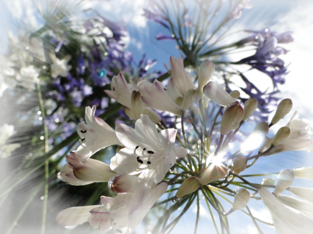 Fleur d'été, agapanthe