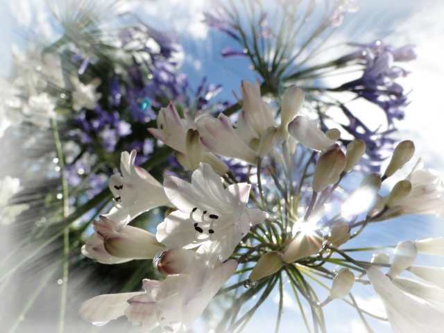 Fleur d'été, agapanthe · papillon200