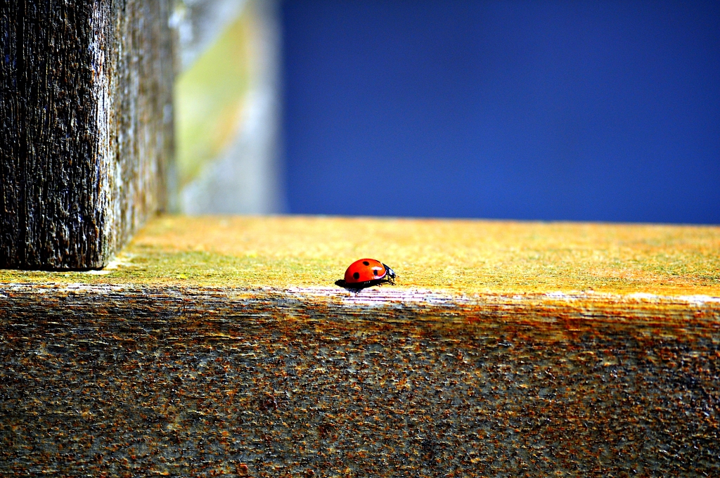 Ladybird on a wooden bench