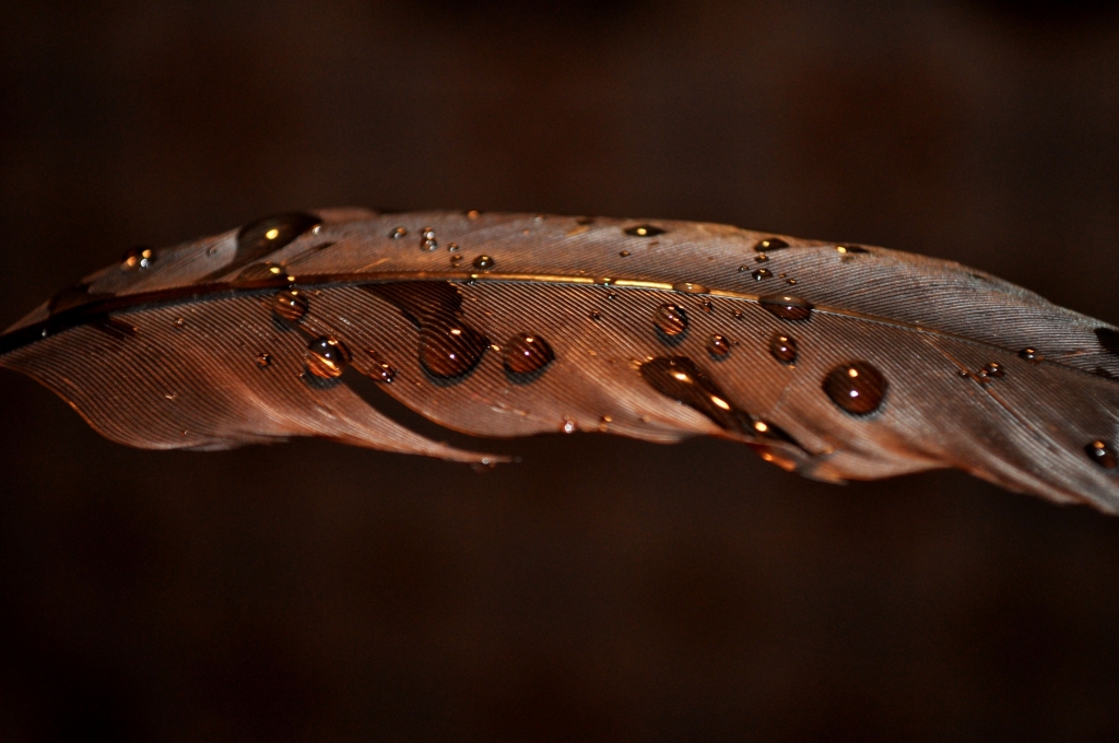 Feather with drops