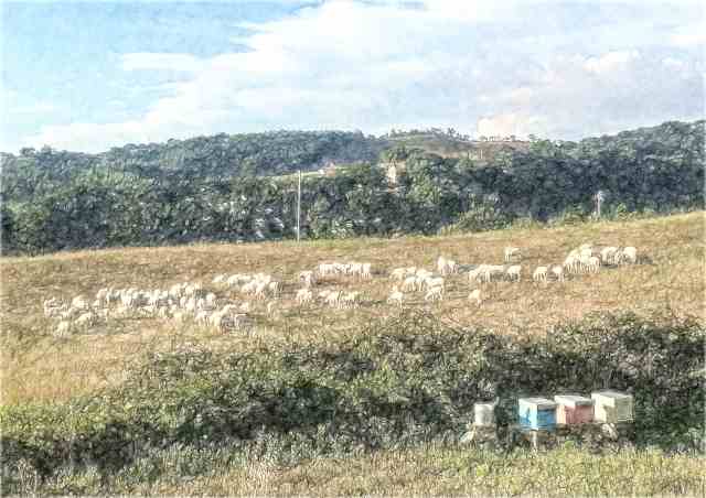 Pecore e arnie in Maremma