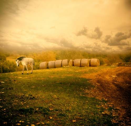 HARVEST
