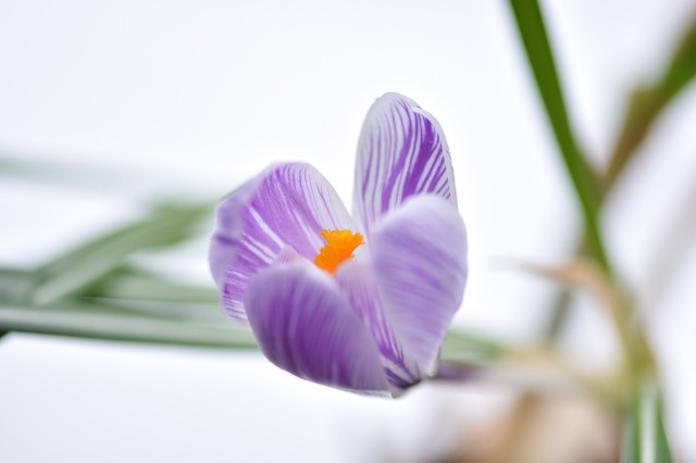 Crocus viola