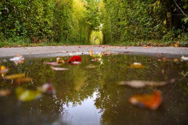 Vialetto d'autunno