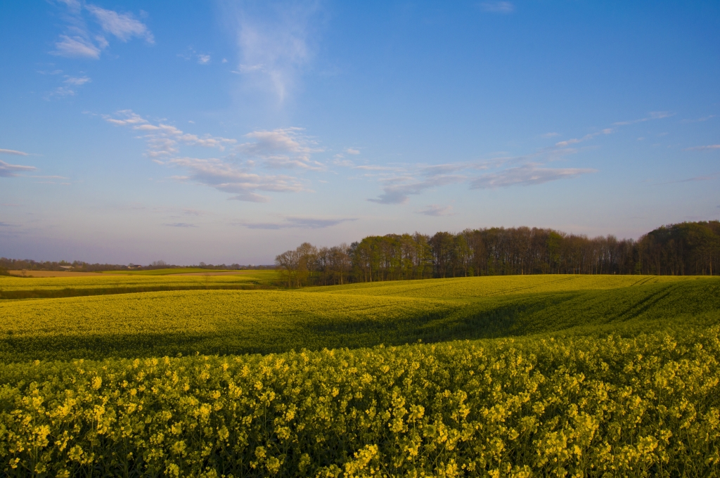 Fioritura in giallo