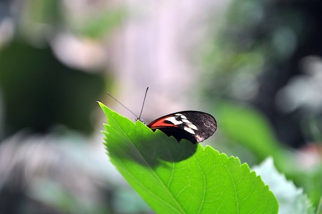 Delicata farfalla