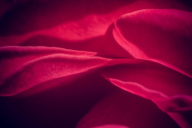 Rosa · soniamariastierli