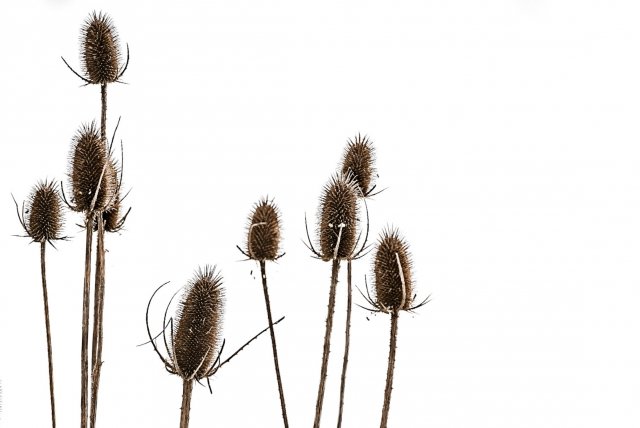 Natura minimalista