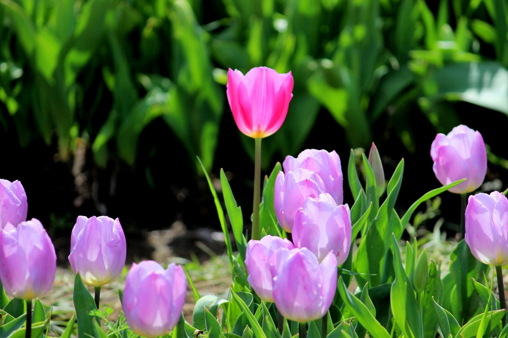 Il tulipano fiero