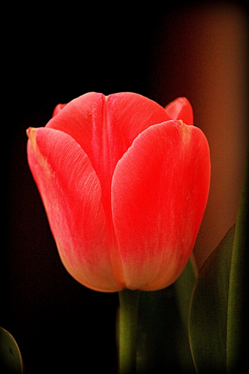 Tulipano rosso