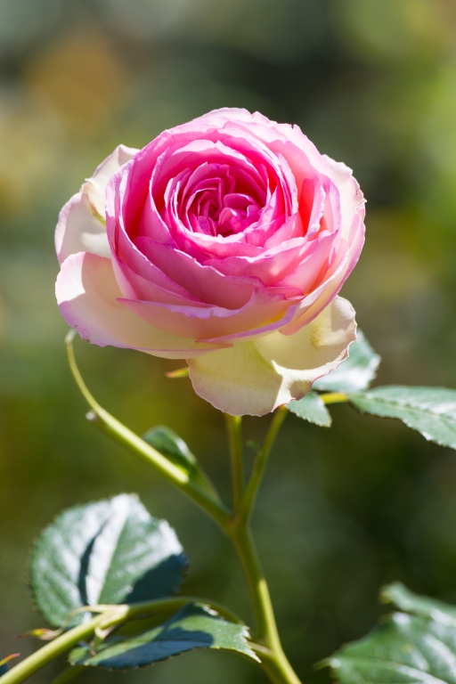 Un bellissimo fiore