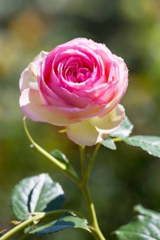 Un bellissimo fiore