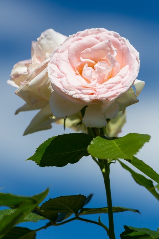 Un bellissimo fiore