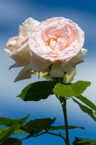 Un bellissimo fiore