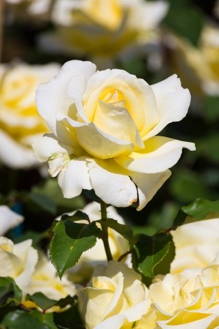 Un bellissimo fiore