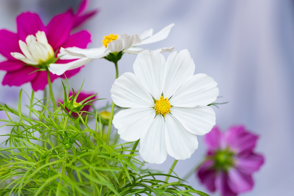 Un bellissimo fiore