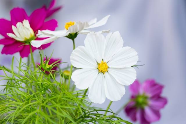 Un bellissimo fiore