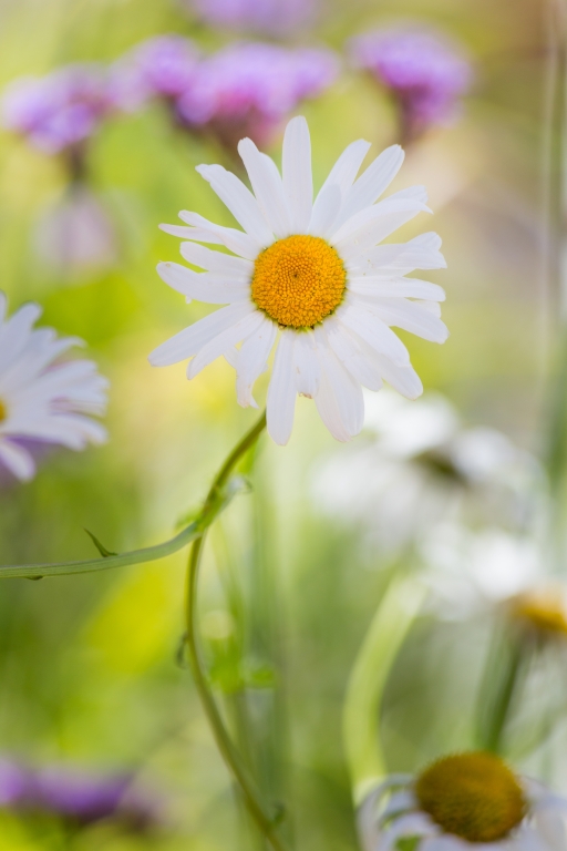 Un bellissimo fiore
