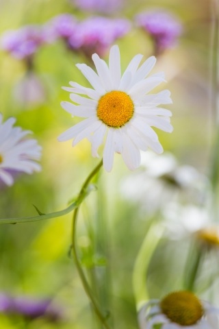 Un bellissimo fiore
