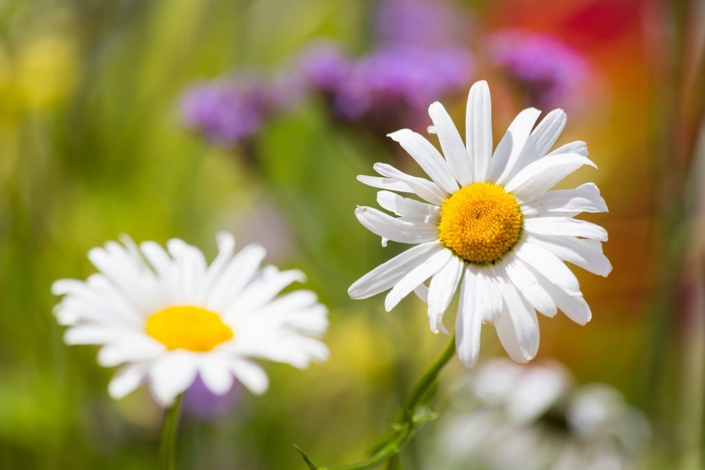 Un bellissimo fiore