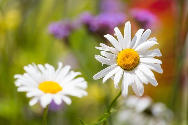 Un bellissimo fiore