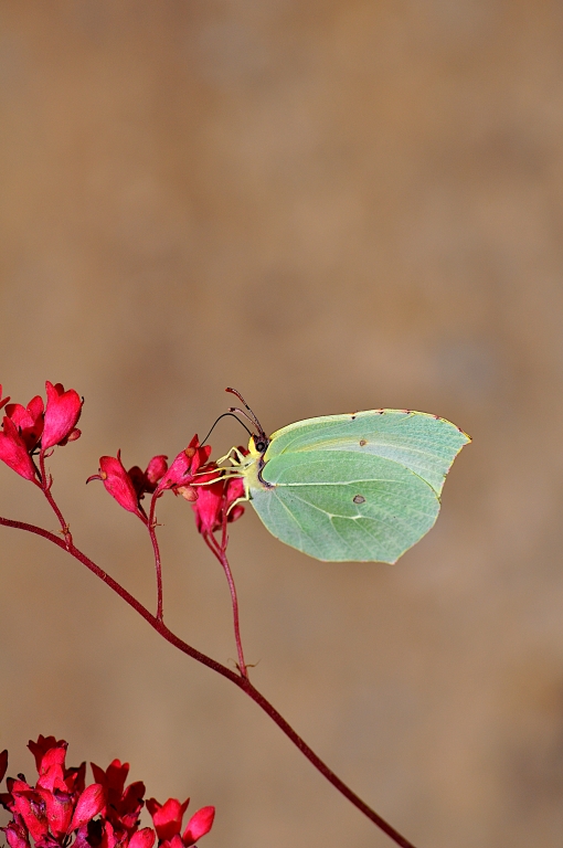 Farfalla verde
