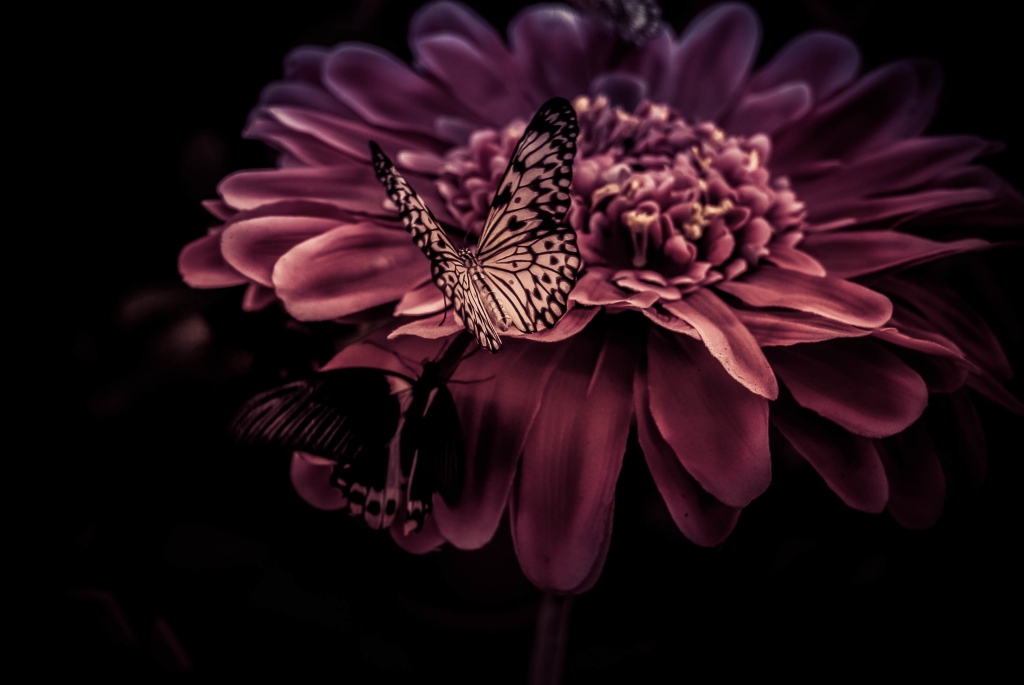 Farfalla