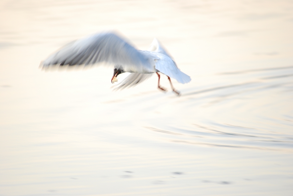 Al volo - On the fly