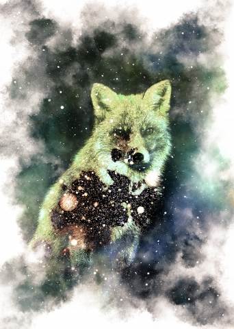 Stellar Fox