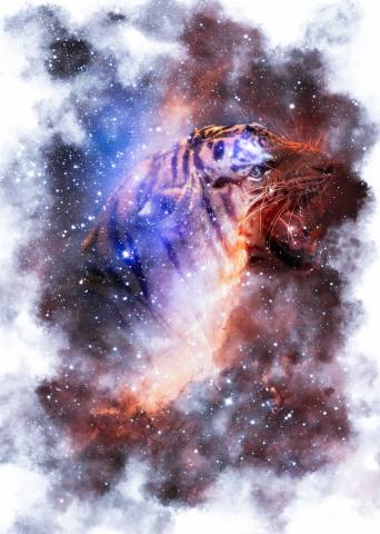 Stellar Tiger