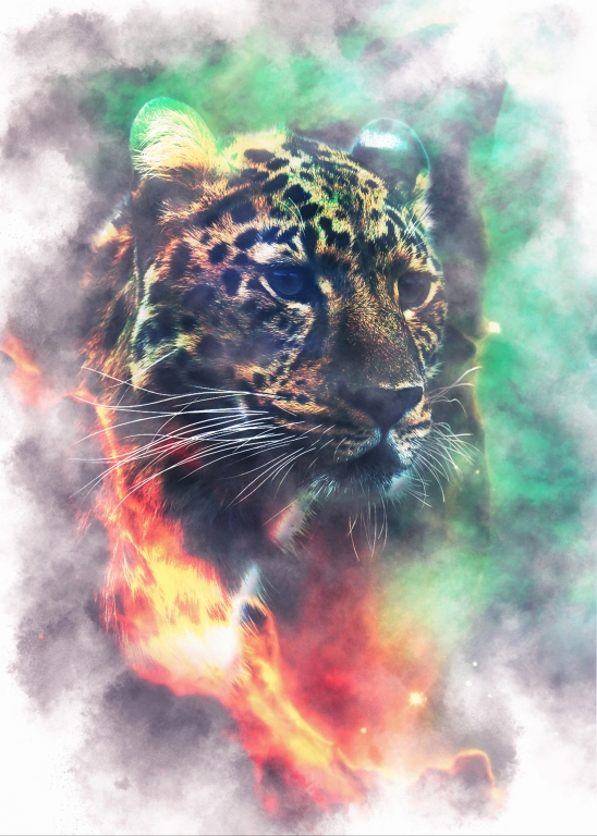 Stellar Cheetah