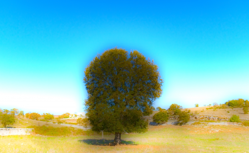 L'albero