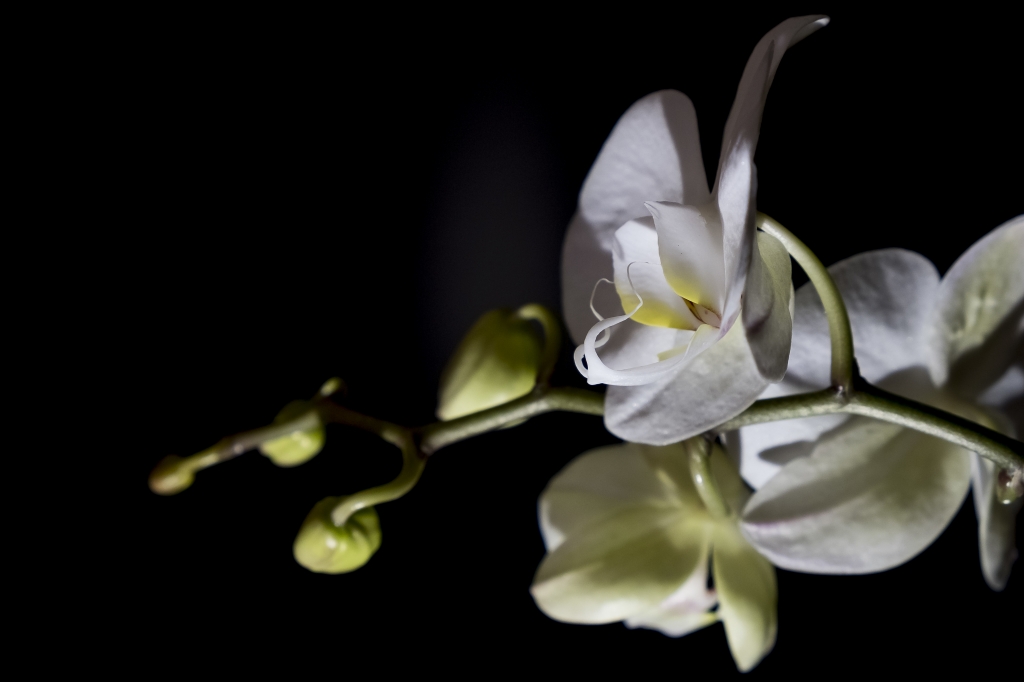 Orchidea